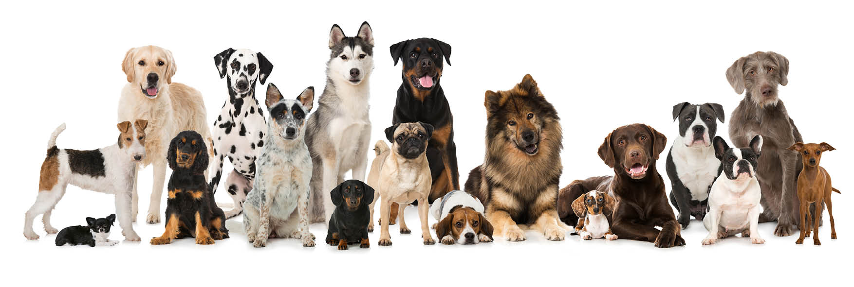 PAWternity leave offered to staff