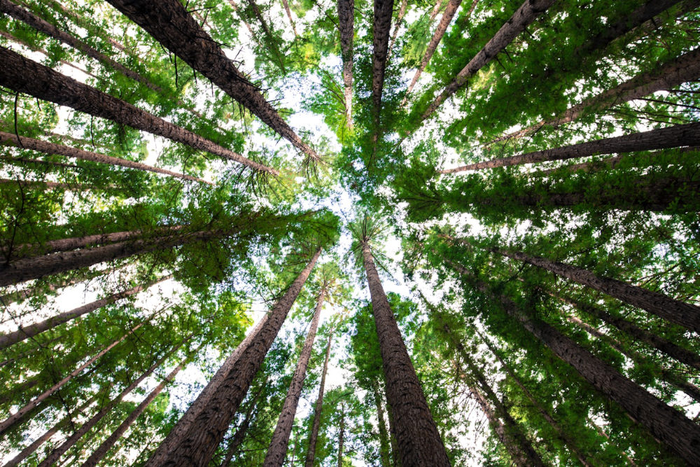 Trees towering in a forest with light coming through the leaves